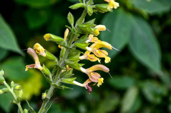 Sticky sage, Jupiter\'s sage, Salvia glutinosa, erect perennial herb with glandular tomentose leaves and yellow 3-5 cm long flowers in clusters,