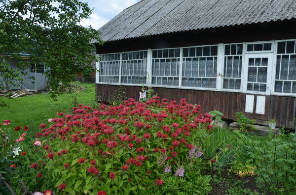 Monarda didyma (crimson beebalm, scarlet beebalm, scarlet monarda, Oswego tea, or bergamot) is an aromatic herb in the family Lamiaceae.