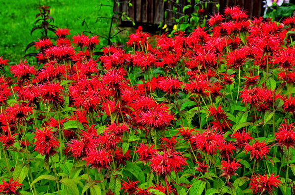 Monarda didyma (crimson beebalm, scarlet beebalm, scarlet monarda, Oswego tea, or bergamot) is an aromatic herb in the family Lamiaceae.