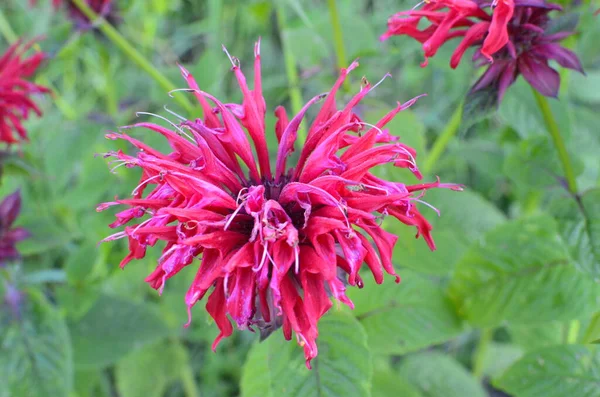 Monarda Didyma Beebalm Carmesí Beebalm Escarlata Monarda Escarlata Oswego Bergamota — Foto de Stock