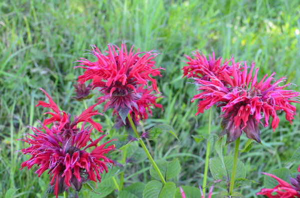 Monarda didyma (crimson beebalm, scarlet beebalm, scarlet monarda, Oswego tea, or bergamot) is an aromatic herb in the family Lamiaceae.