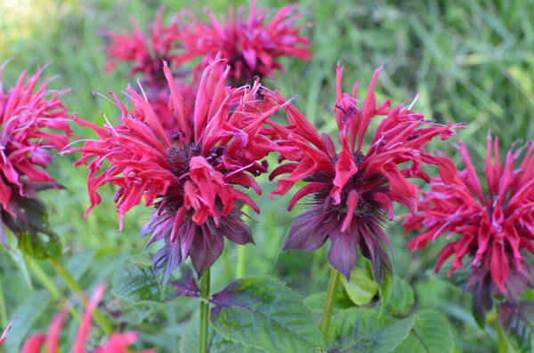 Monarda didyma (crimson beebalm, scarlet beebalm, scarlet monarda, Oswego tea, or bergamot) is an aromatic herb in the family Lamiaceae.