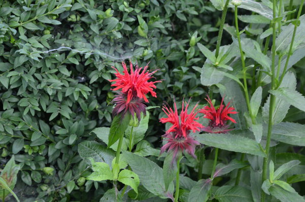 Monarda didyma (crimson beebalm, scarlet beebalm, scarlet monarda, Oswego tea, or bergamot) is an aromatic herb in the family Lamiaceae.