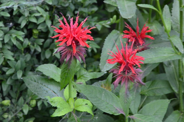 Monarda didyma (crimson beebalm, scarlet beebalm, scarlet monarda, Oswego tea, or bergamot) is an aromatic herb in the family Lamiaceae.