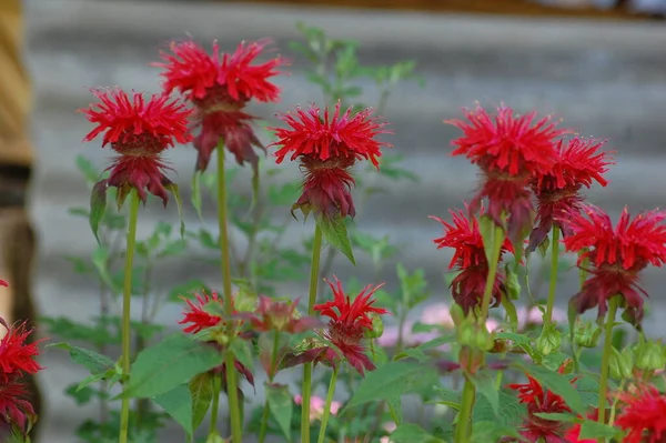 Monarda Didyma Малиновый Пчелиный Бальзам Алый Пчелиный Бальзам Алая Монарда — стоковое фото