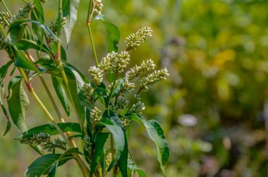 Şifalı bitki Polygonum hidropiper bahçede çiçek açar..