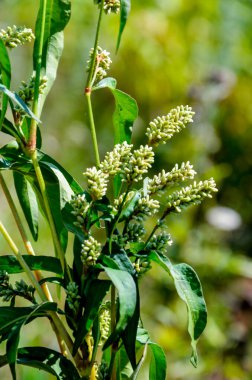 Şifalı bitki Polygonum hidropiper bahçede çiçek açar..