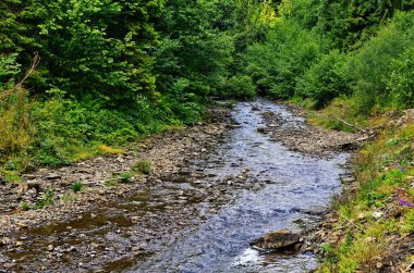 Dağ Ormanı nehir manzarası. Dağlardaki orman nehri. Dağ ormanı nehir manzarası