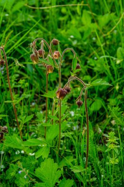 Su yolları (Geum rakipleri) çiçekleri