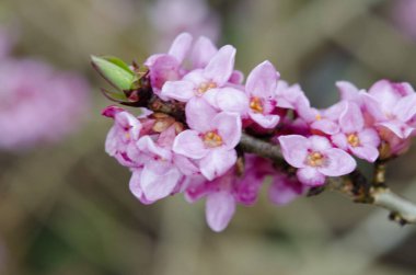Lanet olası Daphne Mezereum. Baharda güzel mezereon çiçekleri açar. Mezereon, mezereon, Şubat Daphne, spurge laurel veya spurge zeytin (Daphne mezereum).