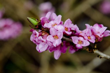 Lanet olası Daphne Mezereum. Baharda güzel mezereon çiçekleri açar. Mezereon, mezereon, Şubat Daphne, spurge laurel veya spurge zeytin (Daphne mezereum).