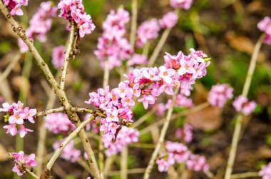 Lanet olası Daphne Mezereum. Baharda güzel mezereon çiçekleri açar. Mezereon, mezereon, Şubat Daphne, spurge laurel veya spurge zeytin (Daphne mezereum).