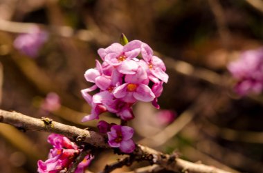 Lanet olası Daphne Mezereum. Baharda güzel mezereon çiçekleri açar. Mezereon, mezereon, Şubat Daphne, spurge laurel veya spurge zeytin (Daphne mezereum).