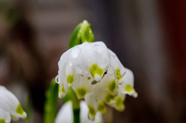 花弁に緑色の斑点のある白い夏の雪片花 Leucojum Estivum 新鮮な春の緑の葉を持つ鐘型の花 — ストック写真