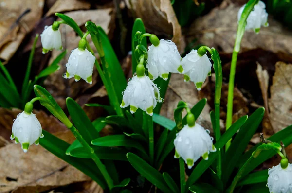 Floco Neve Branco Verão Flores Festival Leucojum Com Manchas Verdes — Fotografia de Stock