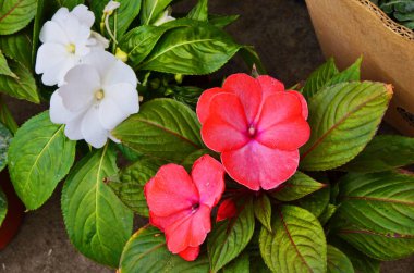 Yeni Gine Impatiens çiçeklerinin arkaplanı (Impatiens hawkeri w.bull, Yeni Gine Melezleri) ve yeşil yapraklar.