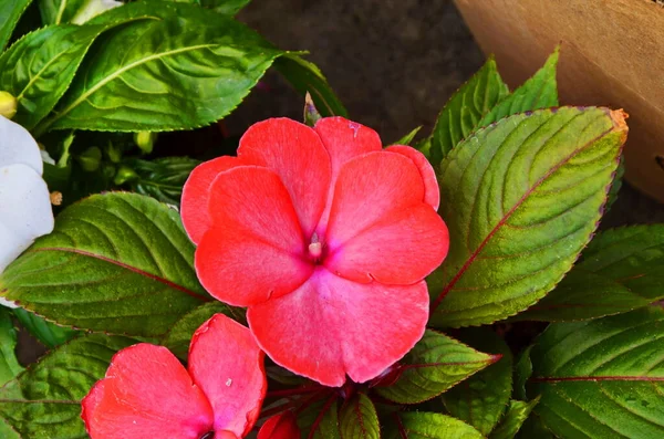 Háttér Guinea Türelmetlen Virágok Impatiens Hawkeri Bull Guinea Hibridek Zöld — Stock Fotó