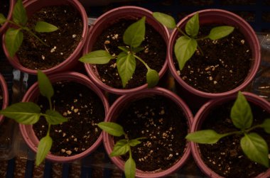 Plastik kaplar ve kaplarda sebze yetiştiren bitkiler..