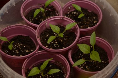 Plastik kaplar ve kaplarda sebze yetiştiren bitkiler..