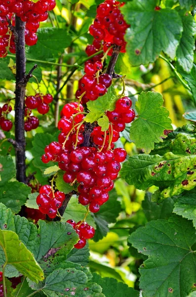 Ramo Arbusto Bagas São Groselha Vermelha Madura Ribes Rubrum — Fotografia de Stock