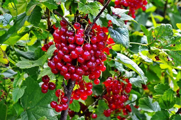 Ramo Arbusto Bagas São Groselha Vermelha Madura Ribes Rubrum — Fotografia de Stock