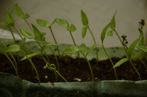 Hodowla Młodych Roślin Roślinnych Plastikowych Filiżankach Pojemnikach — Zdjęcie stockowe