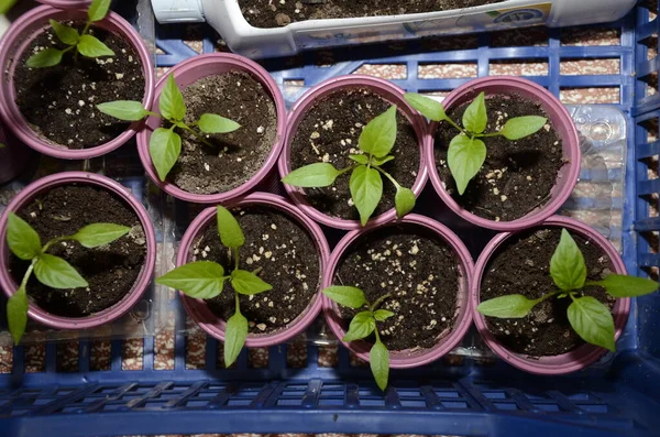 Hodowla Młodych Roślin Roślinnych Plastikowych Filiżankach Pojemnikach — Zdjęcie stockowe