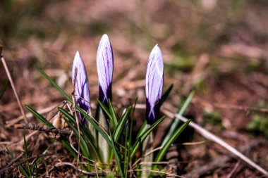 Kahverengi arka planda beyaz kır çiçekleri