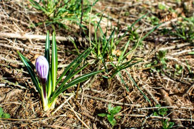 Kahverengi arka planda beyaz kır çiçekleri