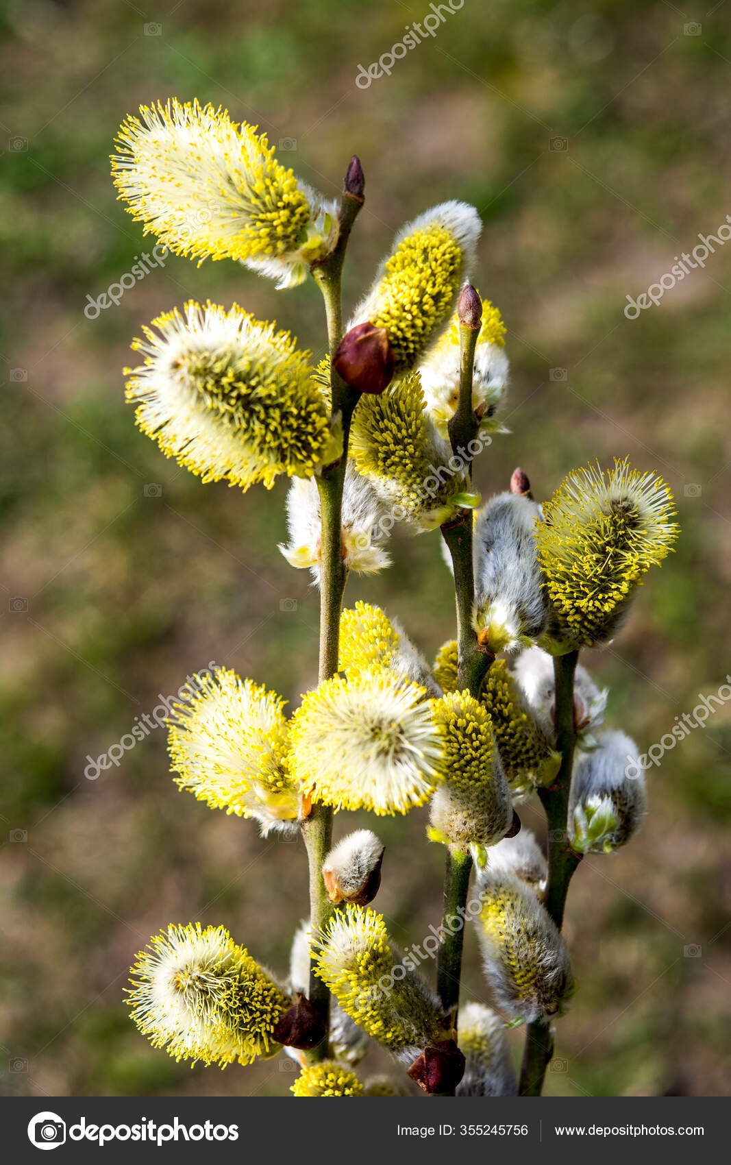 Nature Awakes Spring Blooming Willow Twigs Furry Willow Catkins Called Stock Photo Image By C Weha Nature Awakes Spring Blooming Willow Twigs Furry Willow Catkins Called Stock Photo Image By C Weha