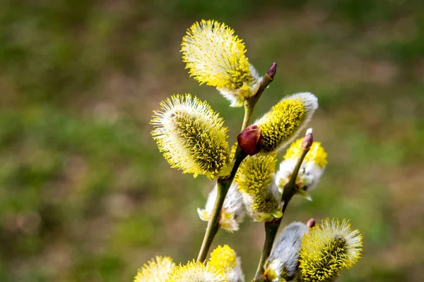 Nature Awakes Spring Blooming Willow Twigs Furry Willow Catkins Called — Stock Photo, Image