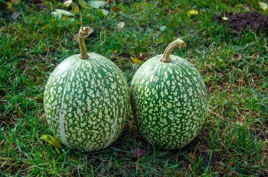 Cucurbita ficifolia 'nın yeşil meyveleri bahçedeki çimlerin üzerinde yatar. Egzotik diyet meyveleri. Yeşil çilek.