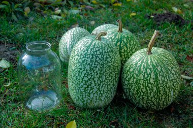 Cucurbita ficifolia 'nın yeşil meyveleri bahçedeki çimlerin üzerinde yatar. Boyut karşılaştırması için 3 litre cam. Egzotik diyet meyveleri. Yeşil çilek.