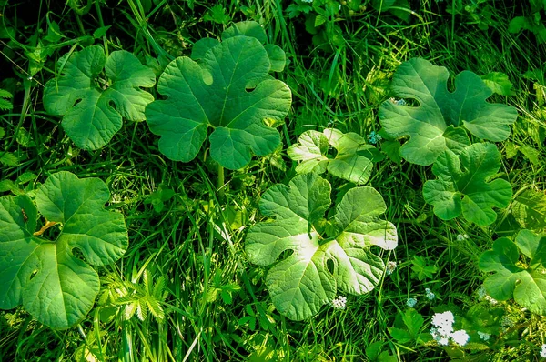 Cucurbita Ficifolia Πράσινα Βρίσκονται Στο Γρασίδι Στον Κήπο Εξωτικό Φυτό — Φωτογραφία Αρχείου