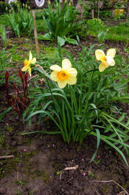 Sarı ve beyaz trompet narsistler bahçede güzel çiçekler.