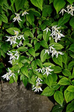 bir bahçe, şube Yasemin çiçek beyaz çiçeklerle dolu yakın çekim
