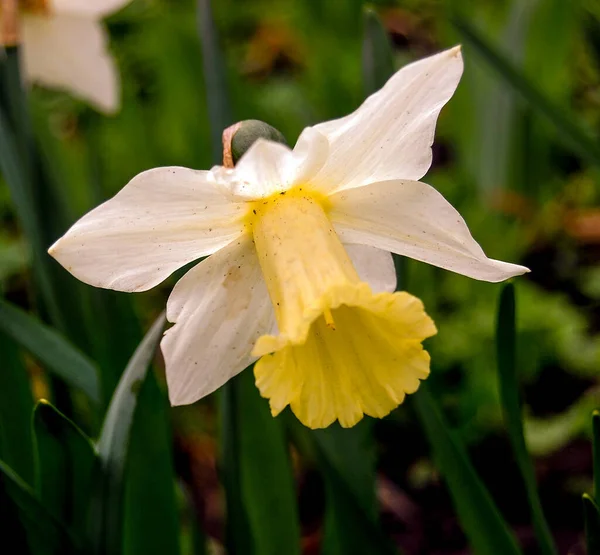 Żółto Biała Trąbka Narcyzy Kwiat Pięknie Ogrodzie — Zdjęcie stockowe