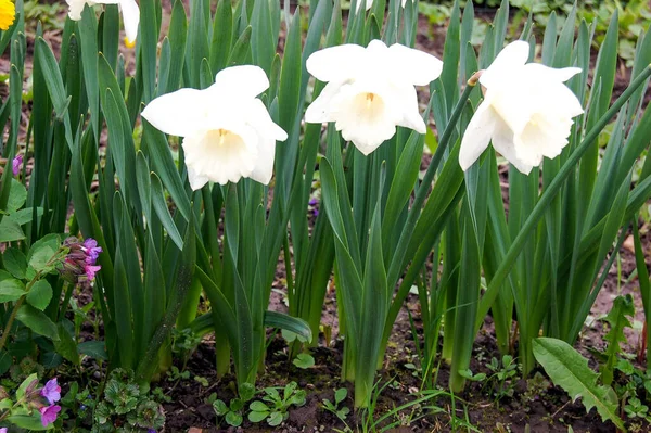 庭で美しく黄色と白のトランペットナルシシストの花 — ストック写真