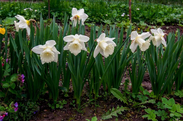 Gele Witte Trompettisten Bloeien Prachtig Tuin — Stockfoto