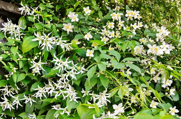 bir bahçe, şube Yasemin çiçek beyaz çiçeklerle dolu yakın çekim