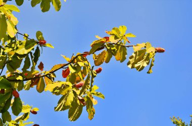 Çiçek açtıktan sonra manolya meyvesi. Magnolia Grandiflora, Güney Manolya veya Boğa Körfezi.