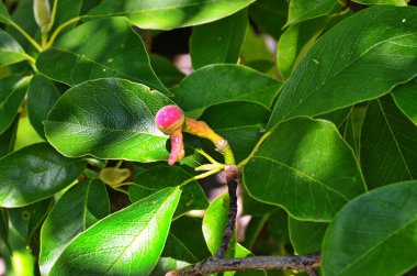 Huangshan Magnolia 'nın (Magnolia silindiri) bahçedeki silindirik meyveleri ve sonbaharın başlarında yaprakları