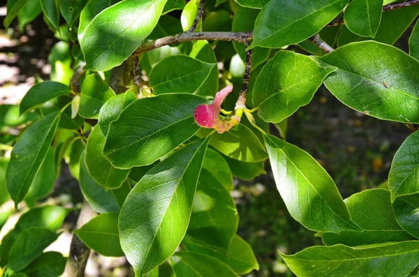 Fruta Cilíndrica Follaje Otoño Temprano Huangshan Magnolia Magnolia Cylindrica Jardín —  Fotos de Stock