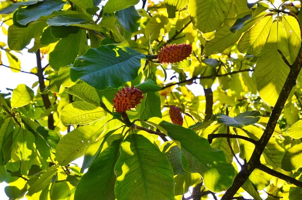 Magnolia Fruta Rama Árbol — Foto de Stock