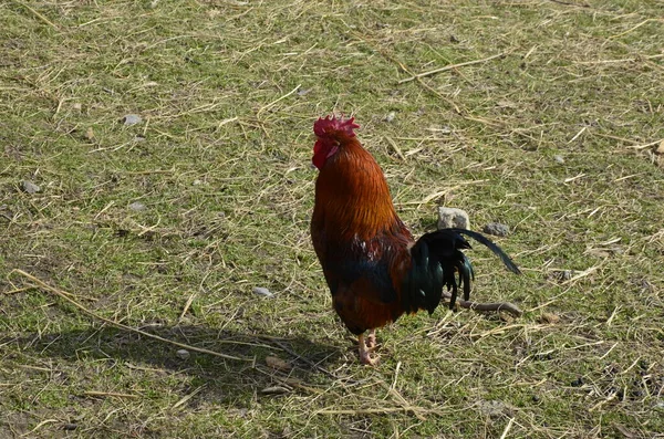 Grande Pila Galo Ensolarado Passeio Bonito Galo Caneta Para Galinhas — Fotografia de Stock