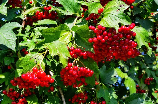 Ramo Vermelho Viburnum Jardim Viburnum Viburnum Opulus Bagas Folhas Livre — Fotografia de Stock