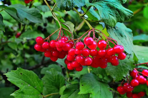 庭の赤いビブラムの枝 秋にはビブルナム ビブルナム オプラス ベリーと葉の屋外 枝に赤いビブラムベリーの束 — ストック写真