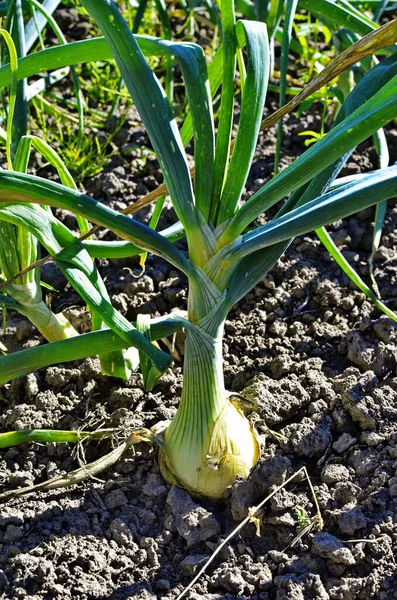 Widespread Vegetable Culture Onion Bulb Green Sprouts Allium Cepa Perennial — Stock Photo, Image