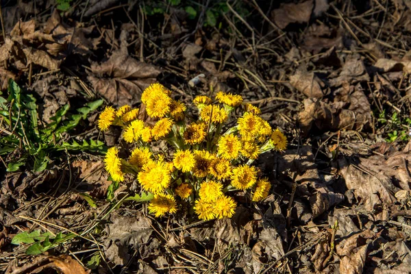 Virágzik Kora Tavaszi Bokorban Gyönyörű Sárga Coltsfoot Virág Tussilago Farfarfara — Stock Fotó
