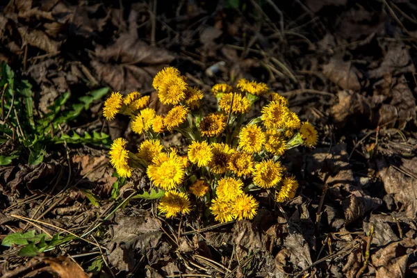 Blooming Early Spring Bush Coltsfoot Beautiful Yellow Coltsfoot Flower Tussilago — Stock Photo, Image